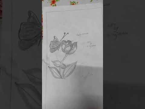 tulip flower pencil shading art