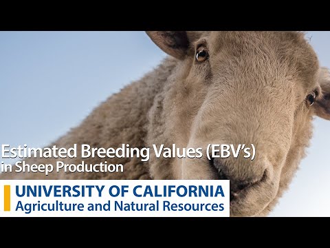 Estimated Breeding Values (EBVs) in Sheep Production - 101