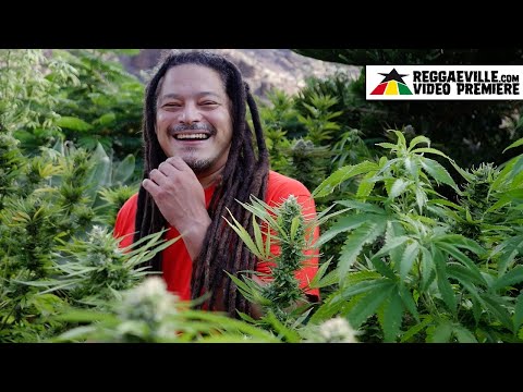 Bongoyeyo - Prende y Pasa [Official Video 2023]