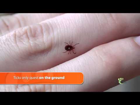 Parasite Myth: Ticks Fall From Trees