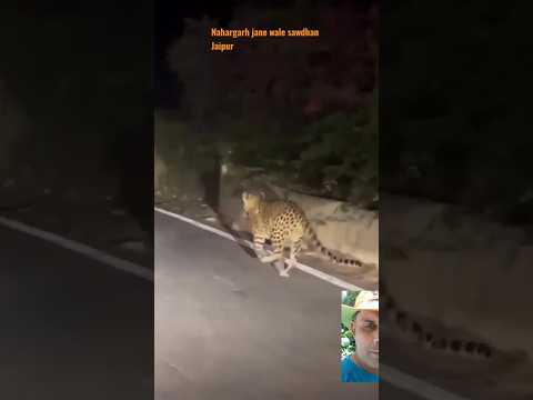 leopard spotted at Nahargarh Jaipur #shorts #leopard #wildlife