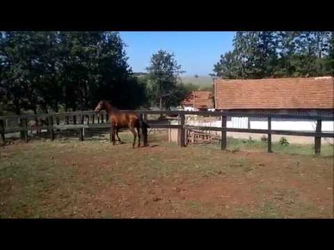 POTRO Paint Horse Registro PO-18117 ABCPaint parte 1