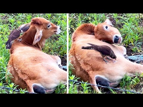 #24 Die besten Videos 2025 || ✪ Stern DuTube