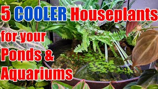 5 COOLER Houseplants For Your Aquarium 