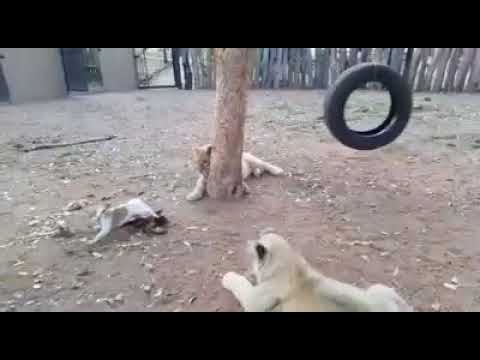 Shera di gali vich sva sher