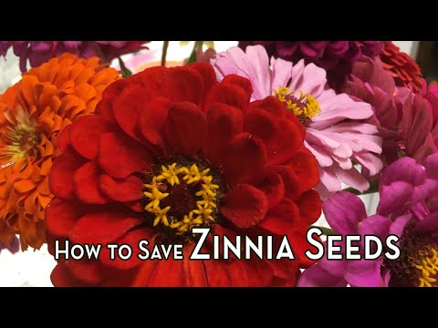 How to Save Zinnia Seeds – Seed Saving Guide