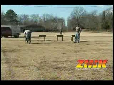 Introduce Your Dog to Gunfire