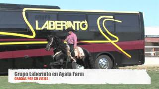 Grupo Laberinto en Ayala Farm