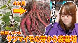 【悲報】サツマイモの芽から4ヵ月ベランダで袋栽培したら残念過ぎる結果に【家庭菜園】