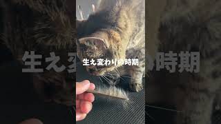 #ダイソー の犬猫用ノミ取りグシかって使ってみた。 #shorts