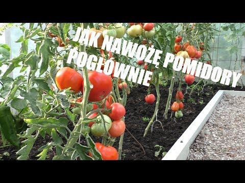 , title : 'Czym nawożę Pomidory 🍅 od sierpnia do grudnia'