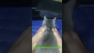 My kitty Mbil loves ashiatsu #wellnessmassage #ashiatsu #thaimassage #shiatsumassage
