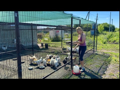 ПОТОП В ПТИЧНИКЕ,ПРОРВАЛО ПОИЛКИ,СПАСАЕМ ПТИЦУ-УСТРАНЯЕМ ПОСЛЕДСТВИЯ/ДЕЛА ХОЗЯЙСКИЕ 