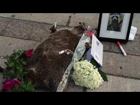 Dead raccoon finds sympathy in Toronto, goes viral