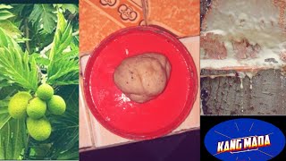 Download lagu Cara PALING mudah pembuatan Pulut Burung DARI GETAH POHON SUKUN mp3 Download lagu Cara PALING mudah pembuatan Pulut Burung DARI GETAH POHON SUKUN mp3