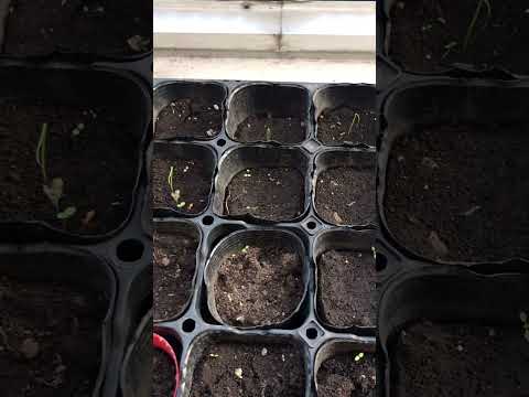 なぜ蘭にタマネギを入れるのですか？成長と開花を活性化するための4つの奇跡的なヒント  庭園