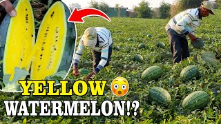 From Seed to Sweetness: Growing Yellow Watermelon in the Village