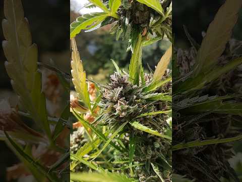 Cookies Gelato Automatic (Royal Queen Seeds) Feminisiert