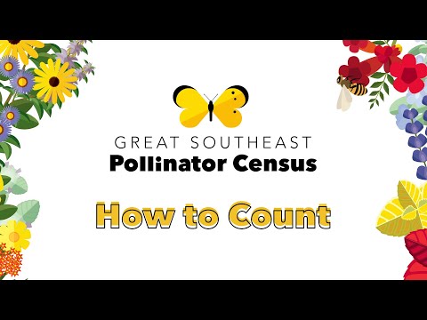 Great Southeast Pollinator Census | Glynn and McIntosh Agriculture and Natural Resources