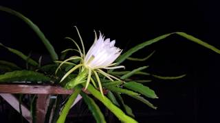 How to grow Dragon Fruit in SWFL  ( part 12 )