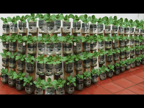 How to grow water spinach quickly without watering anyone can do it