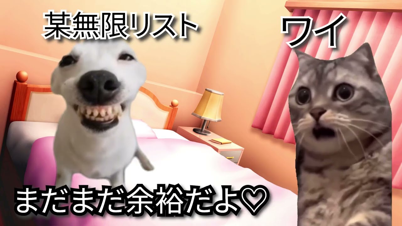 【顔面崩壊】某国宝級メダリストが来た話 #猫マニ #猫ミーム