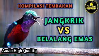 Download lagu MASTERAN KONIN GACOR FULL ISIAN JANGKRIK VS BELALANG EMAS MEWAH COCOK BUAT KOLIBRI NINJA BAHAN IJOAN mp3