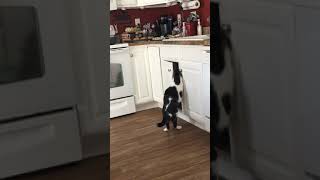 Cats causing trouble