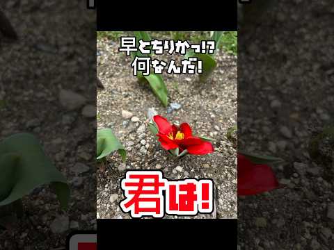 春に美しい花を咲かせるためにチューリップの球根を植える時期はいつ頃でしょうか?やり方は？ +ビデオ  庭園