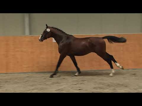 29. Mecklenburger Körtage - Kat.Nr. 43 Hengst v. Cannavaru