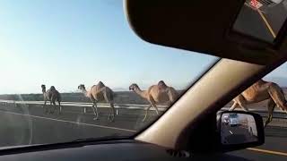 preview picture of video 'الحيوانات السائبة في خط السريع  ب الرستاق'