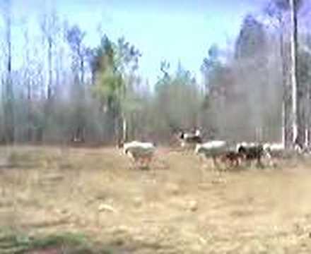 Blue and Nari team up #3