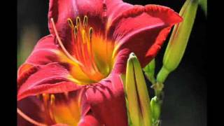Steven Curtis Chapman - What Now