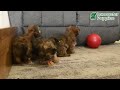 Shorkie dogs for sale: Kyra  - Video 1