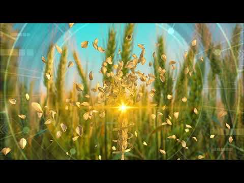 Caramba®️ - perfektna zaštita klasa pšenice