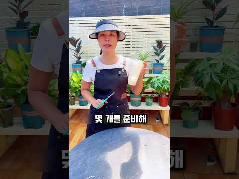 고무나무 번식 팁