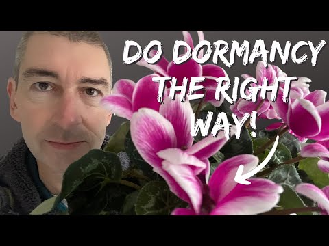 Houseplant CYCLAMEN Going DORMANT? How to Do it Right!