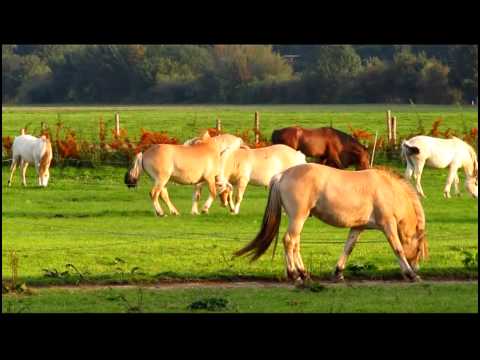 Kräftemessen zweier Pferdestärken.mp4