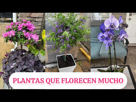 I received beautiful plants as a gift and plants that bloom a lot and like the sun.