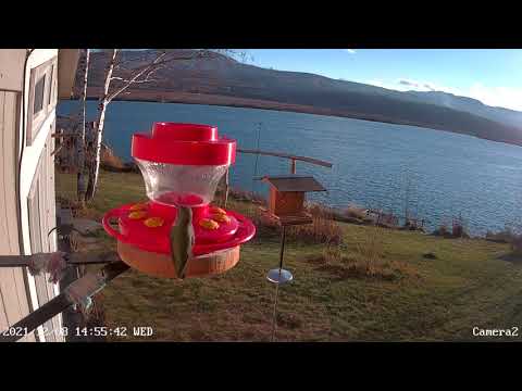 Anna's Hummingbirds - December 8, 2021