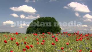 preview picture of video 'Stock Footage Europe Germany Mecklenburg-Vorpommern Travel Nature Urlaub Natur Mohn Reisen'