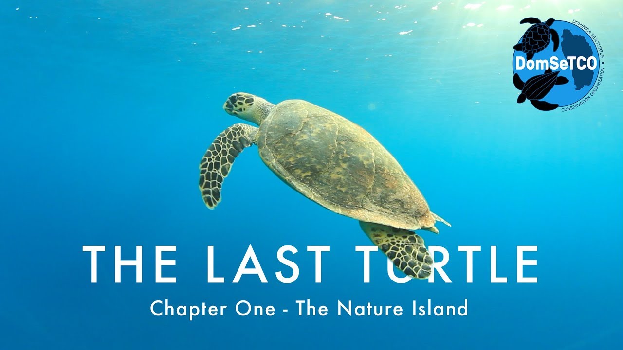 The Last Turtle
