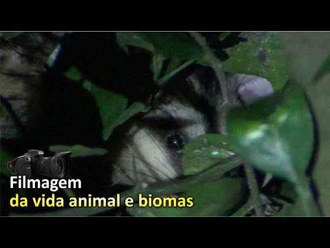 Marsupial na Laranjeira