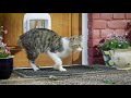 Видео о товаре Microchip Cat Door, дверца для кошек с микрочипом / Petsafe (США)