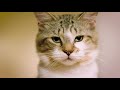 Petsafe Microchip Cat Flap durelės su mikročipu katėms ir mažiems šuniukams