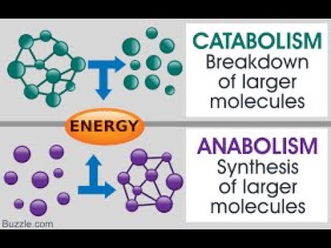 Metabolism: Anabolism and Catabolism