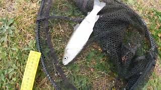 Rainbow trout fishing