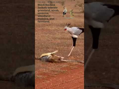 Red Soil: Secretary Bird Meets a Black-backed Jackal