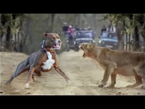 Lion Vs Pitbull Video - Pitbull vs Lion Comparison - PITDOG