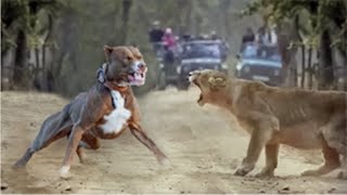 Lion Vs Pitbull Fight Video - Pitbull vs Lion Comp